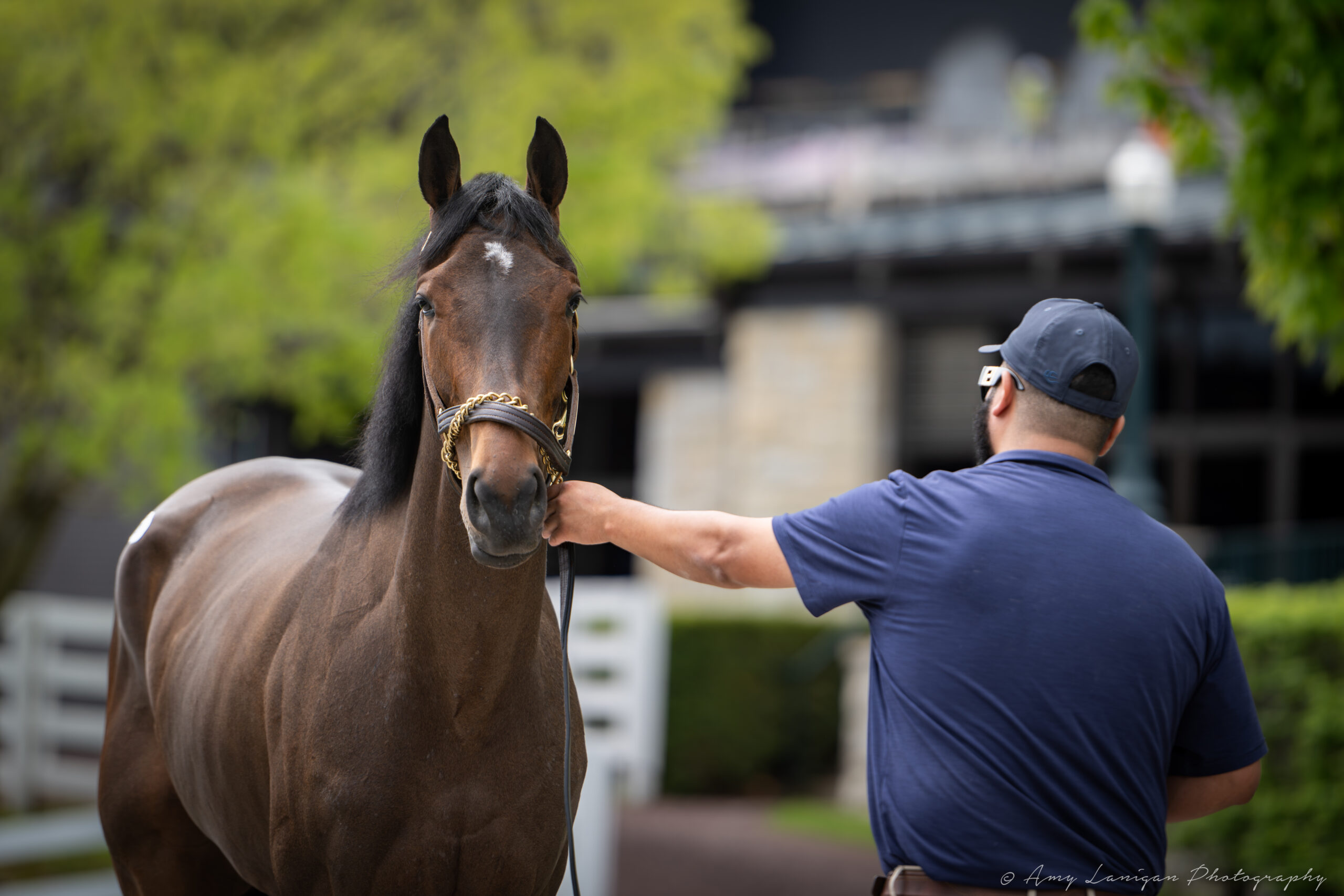 a bay horse is shown at the Keeneland April sale.