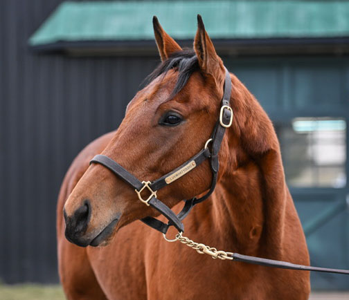 head shot of the bay mare Luvwhatyoudo.
