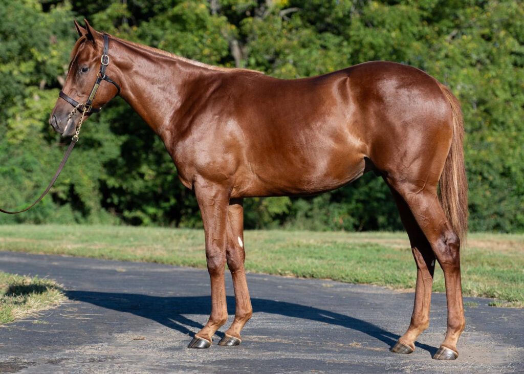A chestnut Thoroughbred yearling named Stock Rising.