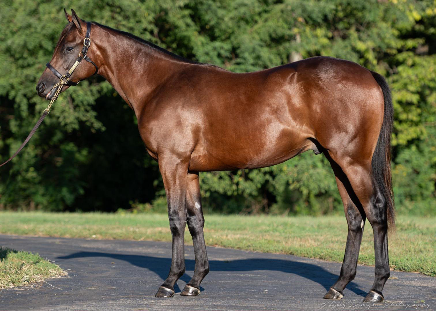 the bay uncle mo colt out of marley's freedom stands in conformation pose.