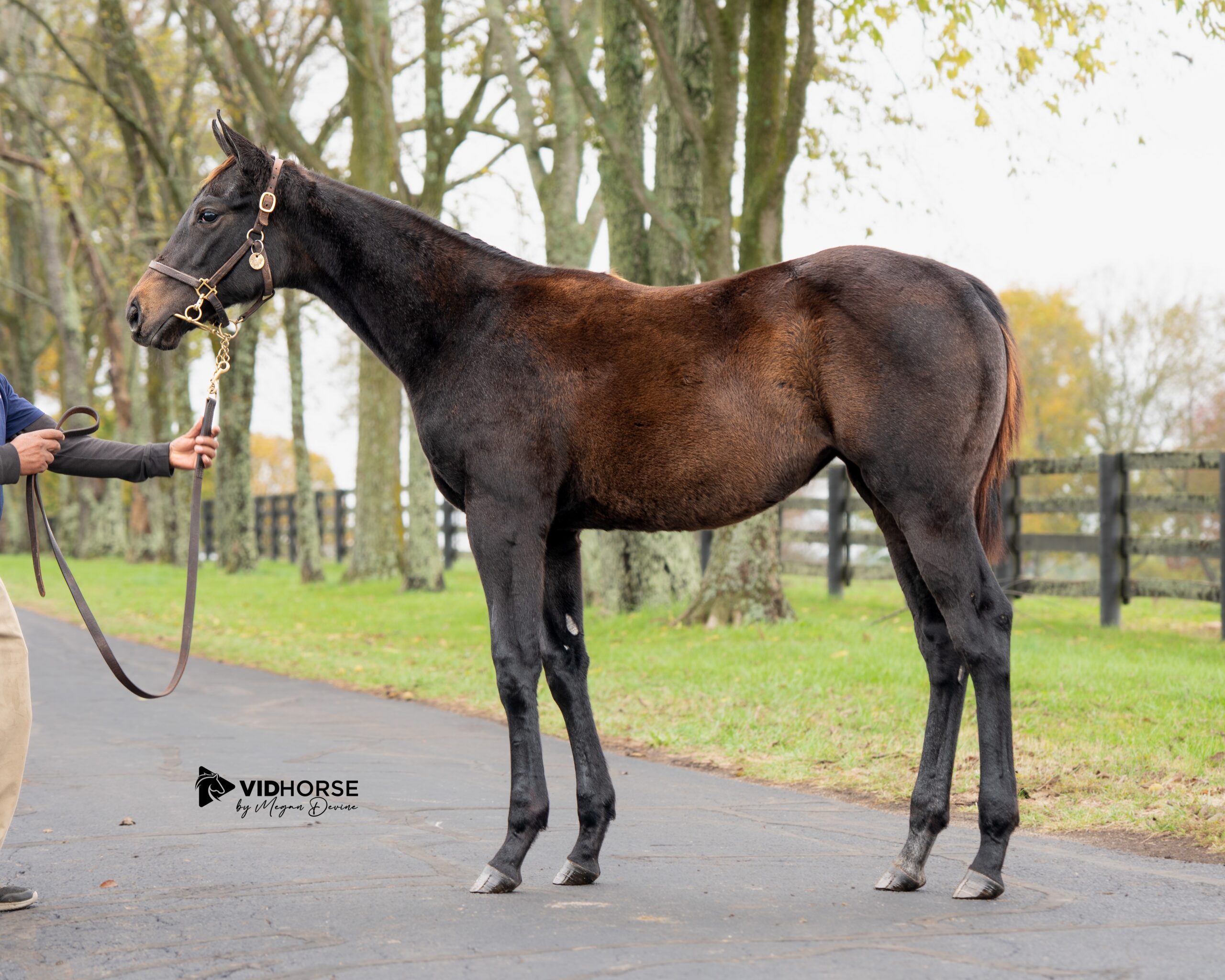 A dark bay weanling filly by Uncle Mo
